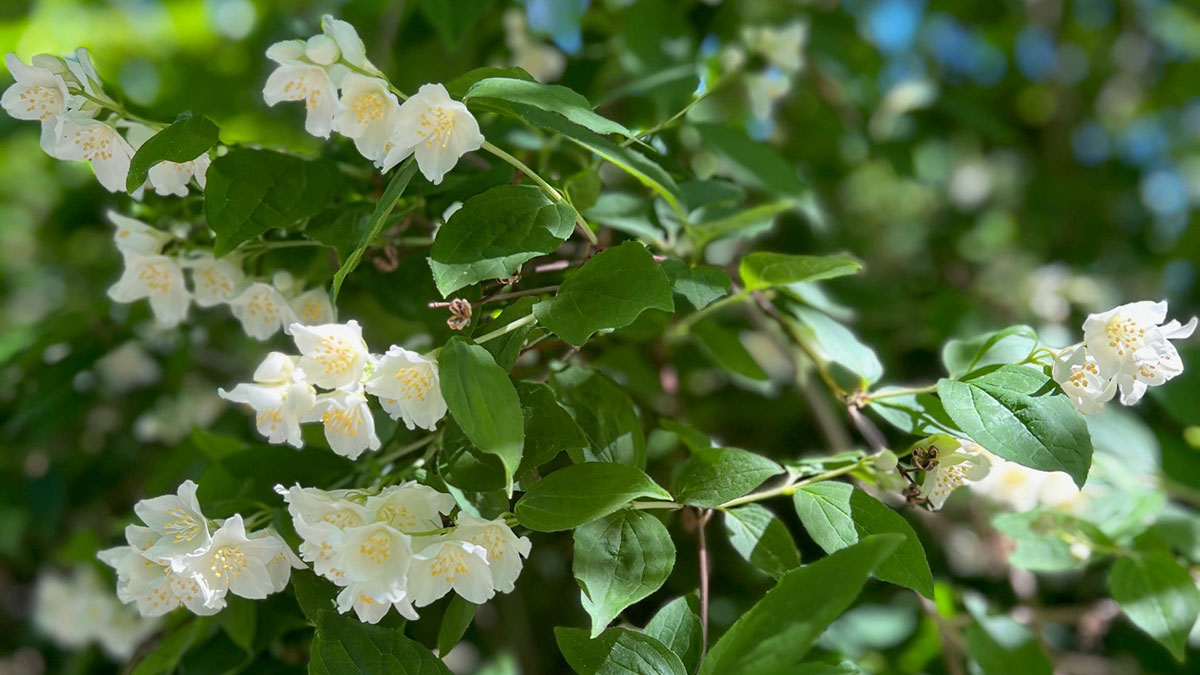 Sommarbild_26